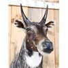 Image 6 : Nilgai Antelope Shoulder Mount Taxidermy