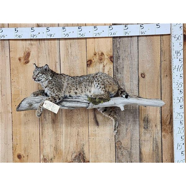 Bobcat Relaxing On A Limb Full Body Taxidermy Mount