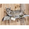 Image 2 : Bobcat Relaxing On A Limb Full Body Taxidermy Mount