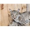 Image 3 : Bobcat Relaxing On A Limb Full Body Taxidermy Mount