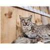 Image 4 : Bobcat Relaxing On A Limb Full Body Taxidermy Mount