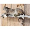 Image 5 : Bobcat Relaxing On A Limb Full Body Taxidermy Mount