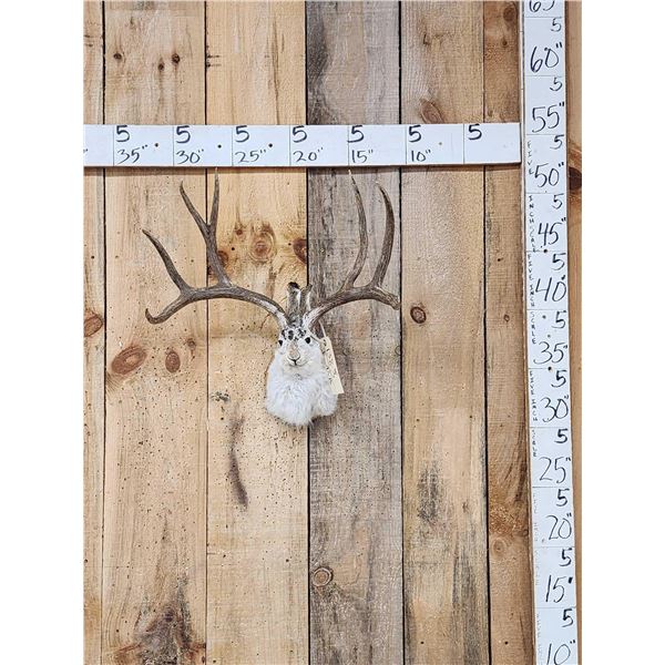 Boone & Crockett Jackalope Shoulder Mount Taxidermy