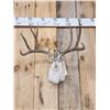 Image 2 : Boone & Crockett Jackalope Shoulder Mount Taxidermy