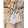 Image 3 : Boone & Crockett Jackalope Shoulder Mount Taxidermy