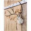 Image 5 : Boone & Crockett Jackalope Shoulder Mount Taxidermy