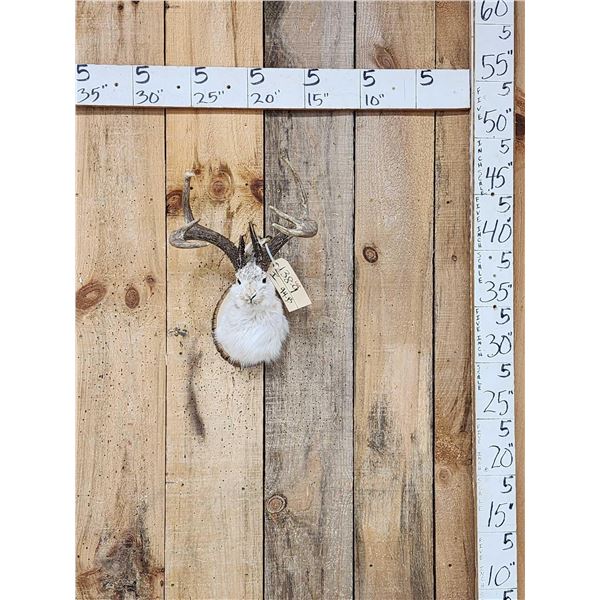 Jackalope Shoulder Mount Taxidermy