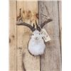 Image 2 : Jackalope Shoulder Mount Taxidermy