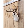 Image 3 : Jackalope Shoulder Mount Taxidermy