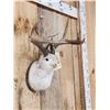 Image 4 : Jackalope Shoulder Mount Taxidermy