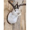 Image 5 : Jackalope Shoulder Mount Taxidermy