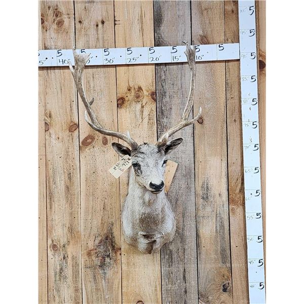 Fallow Deer Shoulder Mount Taxidermy