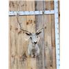Image 1 : Fallow Deer Shoulder Mount Taxidermy