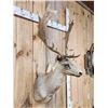 Image 2 : Fallow Deer Shoulder Mount Taxidermy