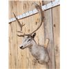 Image 3 : Fallow Deer Shoulder Mount Taxidermy