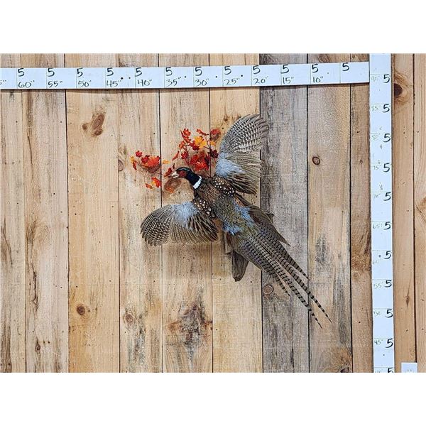 Ringneck Pheasant In Flight Bird Taxidermy