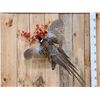 Image 2 : Ringneck Pheasant In Flight Bird Taxidermy
