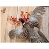 Image 3 : Ringneck Pheasant In Flight Bird Taxidermy