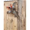 Image 4 : Ringneck Pheasant In Flight Bird Taxidermy