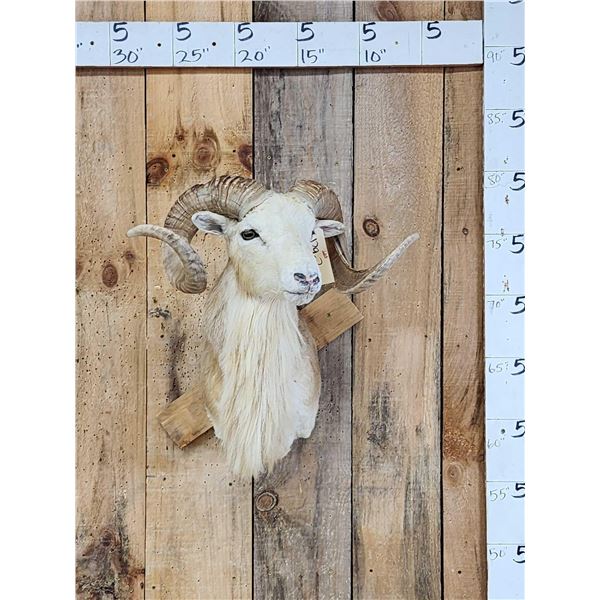 Texas Dall Cross Ram Sheep Shoulder Mount Taxidermy