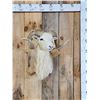 Image 1 : Texas Dall Cross Ram Sheep Shoulder Mount Taxidermy