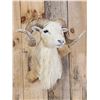 Image 2 : Texas Dall Cross Ram Sheep Shoulder Mount Taxidermy