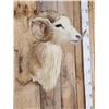 Image 3 : Texas Dall Cross Ram Sheep Shoulder Mount Taxidermy