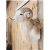 Image 4 : Texas Dall Cross Ram Sheep Shoulder Mount Taxidermy