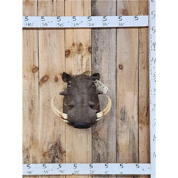 African Warthog Shoulder Mount Taxidermy