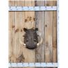 Image 1 : African Warthog Shoulder Mount Taxidermy