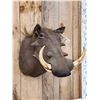 Image 2 : African Warthog Shoulder Mount Taxidermy