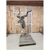Image 1 : African Kudu Full Body Taxidermy Mount