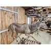 Image 3 : African Kudu Full Body Taxidermy Mount
