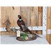 Image 1 : Ringneck Pheasant Full Body Bird Taxidermy