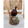 Image 3 : Ringneck Pheasant Full Body Bird Taxidermy