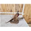 Image 4 : Ringneck Pheasant Full Body Bird Taxidermy