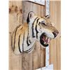 Image 5 : Bengal Tiger REPRODUCTION Shoulder Mount Taxidermy