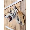 Image 6 : Bengal Tiger REPRODUCTION Shoulder Mount Taxidermy