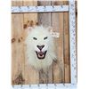 Image 1 : African White Lion Reproduction Shoulder Mount Taxidermy