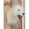 Image 3 : African White Lion Reproduction Shoulder Mount Taxidermy