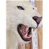 Image 6 : African White Lion Reproduction Shoulder Mount Taxidermy