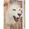 Image 8 : African White Lion Reproduction Shoulder Mount Taxidermy