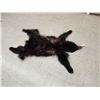 Black Bear Tanned Fur Taxidermy