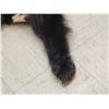 Image 3 : Black Bear Tanned Fur Taxidermy