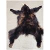 Image 4 : Black Bear Tanned Fur Taxidermy