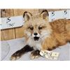 Image 2 : Red Fox Full Body Taxidermy Mount