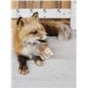 Image 4 : Red Fox Full Body Taxidermy Mount