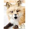 Image 6 : Red Fox Full Body Taxidermy Mount