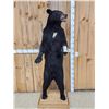 Image 1 : Black Bear Full Body Taxidermy Mount