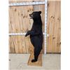 Image 3 : Black Bear Full Body Taxidermy Mount